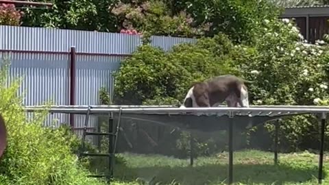 Dog Has Fun Jumping on Trampoline