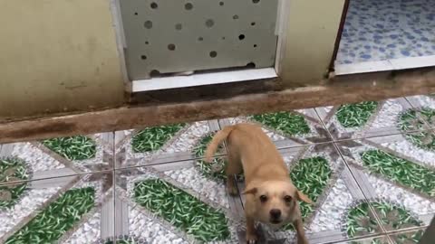 Mother Dog Barking To Stranger Protecting Her Cute Puppies 2