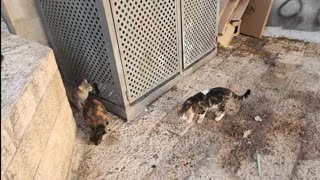 Series1: Jerusalem cats Day6 (Vid2)