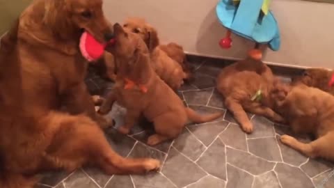 Best Of Cute Golden Retriever Puppies Compilation dog video