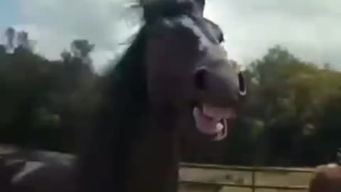 nervous horse