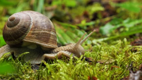 Slow Motion Snail Walk: Nature's Pace in 4K