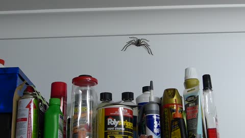 Australians Share Garage With Giant Huntsman Spider