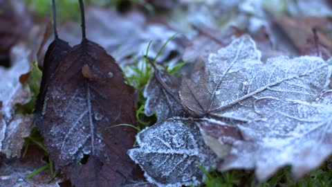 4K Frozen Leaves Tracking Shot