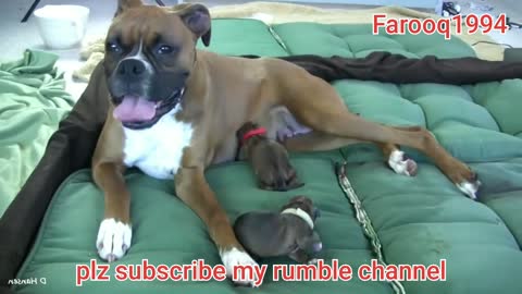 Dog has Amazing birth while standing on bed_Dog delivery! Dog give birth a baby