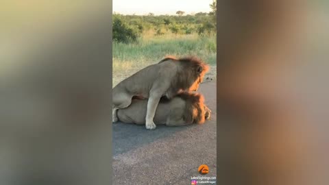 How Male Lions Show Dominance...