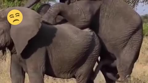 CAN_YOU_FIND_ITTTT__%21_%21_%21_____ELEPHANTS___SUBSCRIBE___SHARE%2C_for_more_%21(22)