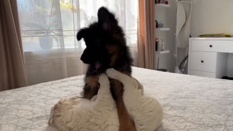 German Shepherd Puppy and Golden Retriever Puppy Playing for the First Time!