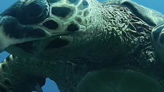 😮 RARE VIDEO OF CRITICALLY ENDANGERED SEA TURTLE (CLOSE-UP) 😍
