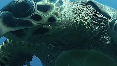 😮 RARE VIDEO OF CRITICALLY ENDANGERED SEA TURTLE (CLOSE-UP) 😍
