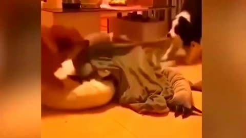 funny cats and dog compilation |cats and dogs funny fails |cats and dogs funniest videos #18