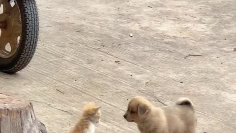 Cat be like I am a fighter cute cat vs dog 🤗