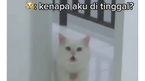 Funny Cat Looking for Her Mom