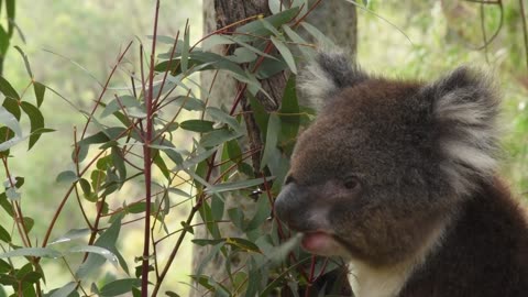 koala/how many koala's in world/Koala is a national animal of Australia/Is Koala human friendly