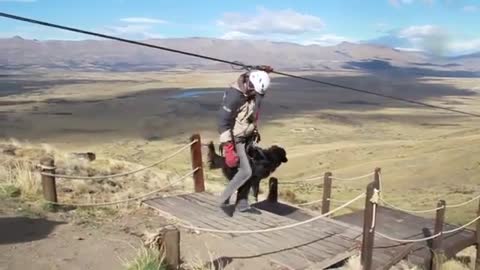 Dog Ziplines Over Fields With Their Guide