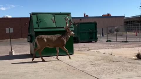 Gigantic deer stroll past guy on his lunch break #shorts