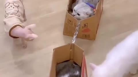 Cuteness Overload: My Cats' Adorable Travels in Paper Bags