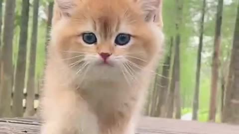 "Pawsome Cat Walk: The Irresistible Cuteness of Feline Gaits!"