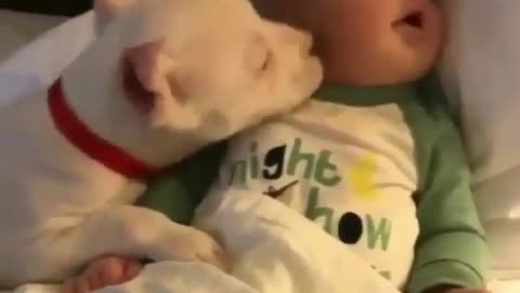 Funny dog and baby videos