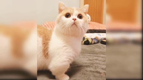 Compilation video of amusing cats 2022