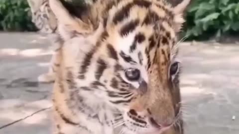 Small Tiger With Funny Reaction 😂