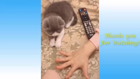 Funniest Animals - Best Of The Funny Animal Videos... 🤣🐱