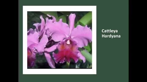 Crop Road Show 4 S2 C Bow Bells, Cattleya Hardyana and Cattleya Triumphans