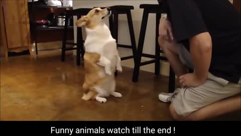 Dogs/ funny animals.