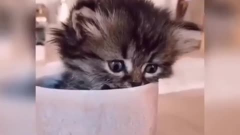Baby Cats - Cute and Funny Cat Videos Compilation #shorts