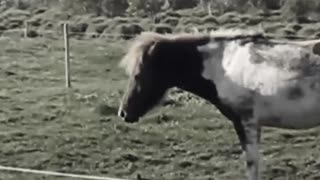 random pony edit