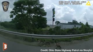 Ohio Police Officer CHASES GEESE Off Busy Highway