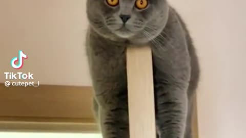 Funny Cat Video