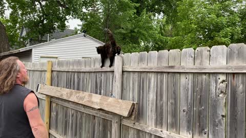 Feline With a Funny Fence Walk