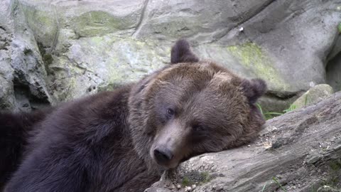 Bear Brown Bear Yawns Tired Fur Mammal Large