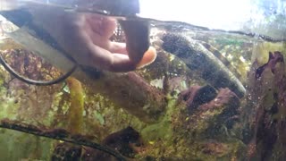 Hand Feeding Snowflake Moray Eel - I