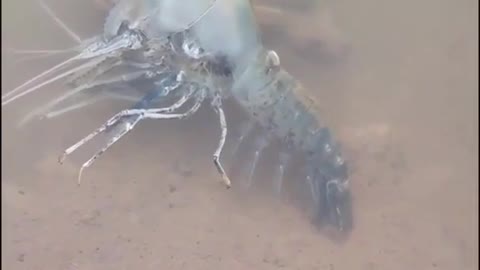 peeled baby shrimp