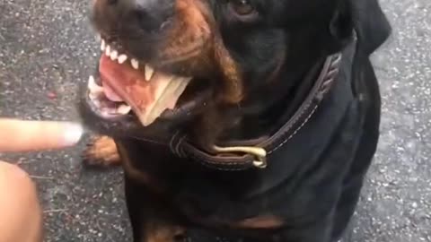 Rotweiller