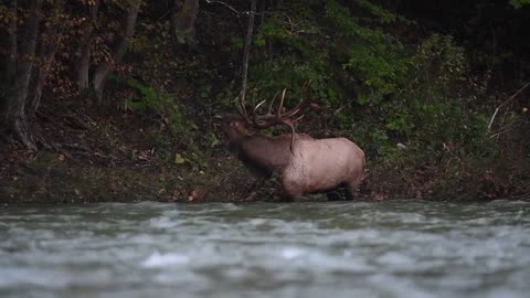 Elk Bugle Sound