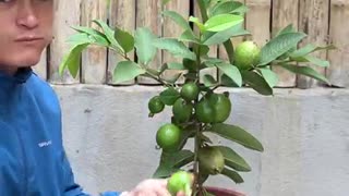 How To Grow Guava Tree Cutting Very Unique Techniques