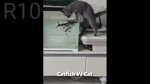 Cat funny Masti Baby 🐥🐥