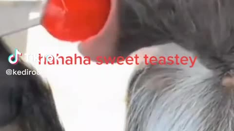 Animal Teas Ting Sweet Candy