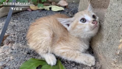 Kitten is Wary Of Passersby, I Adopted Him And Gave Him A Dream Home