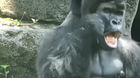 Baby gorilla playing on dads head #shorts #shortvideo #video #virals #videoviral