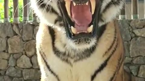 Tiger angry mood