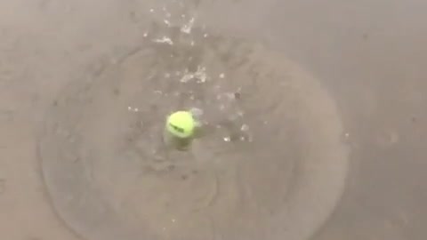 Pez traga una pelota de tenis entera