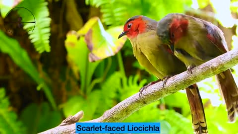 Most Colorful Birds In The World in 4K | Stunning Nature | Birds Sounds | Learn Names of Birds