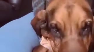 Bloodhound Doesn't Want to Stop Cuddling Kitten