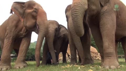 Listen To The Sounds Of Elephants While They Eat - ElephantNews