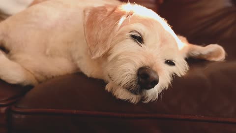 A Dog Lying on a Couch Short Vedio (Must watch this vedio hope so you like it)