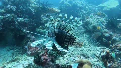 LION FISH